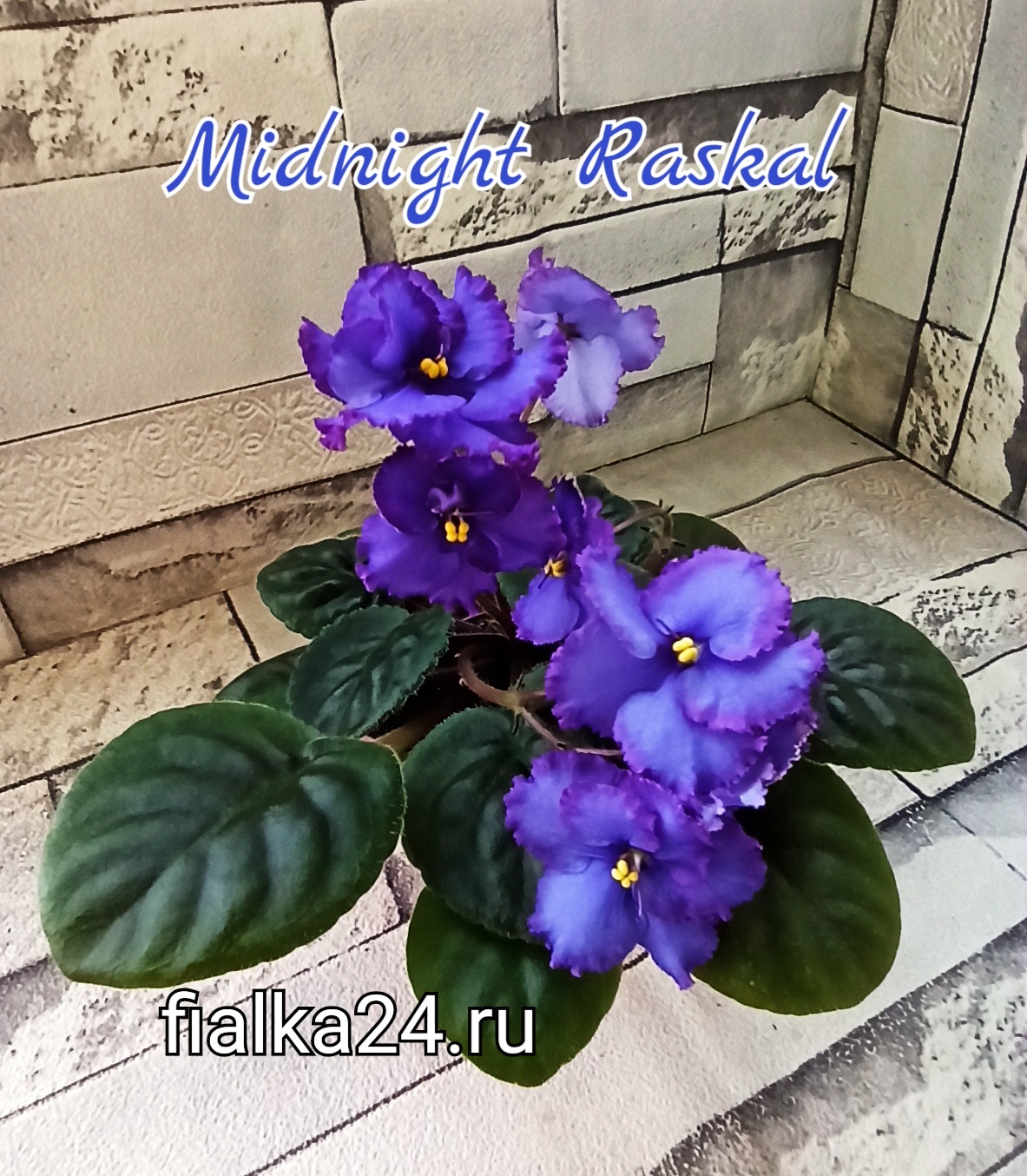 Midnight Raskal (Sorano)