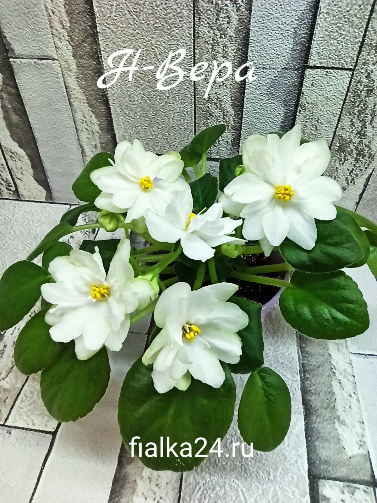 Н-Вера