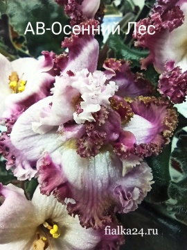 АВ-Осенний Лес