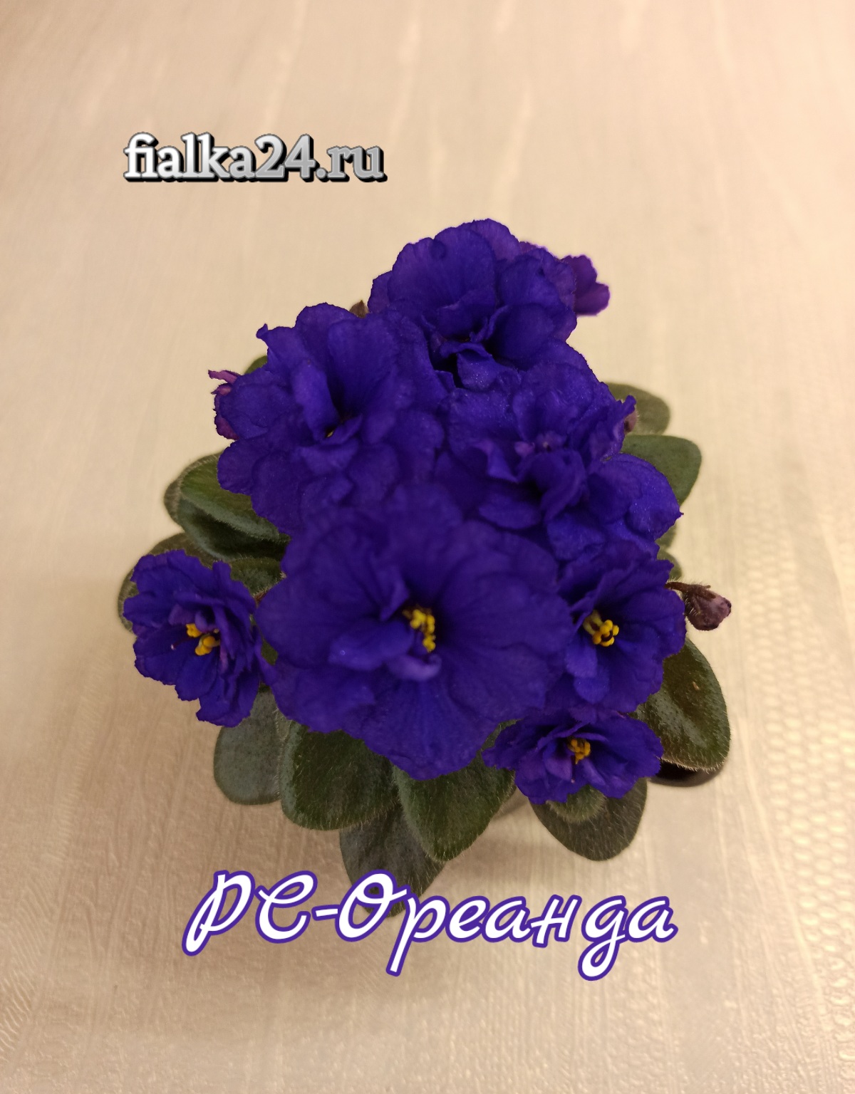 РС-Ореанда