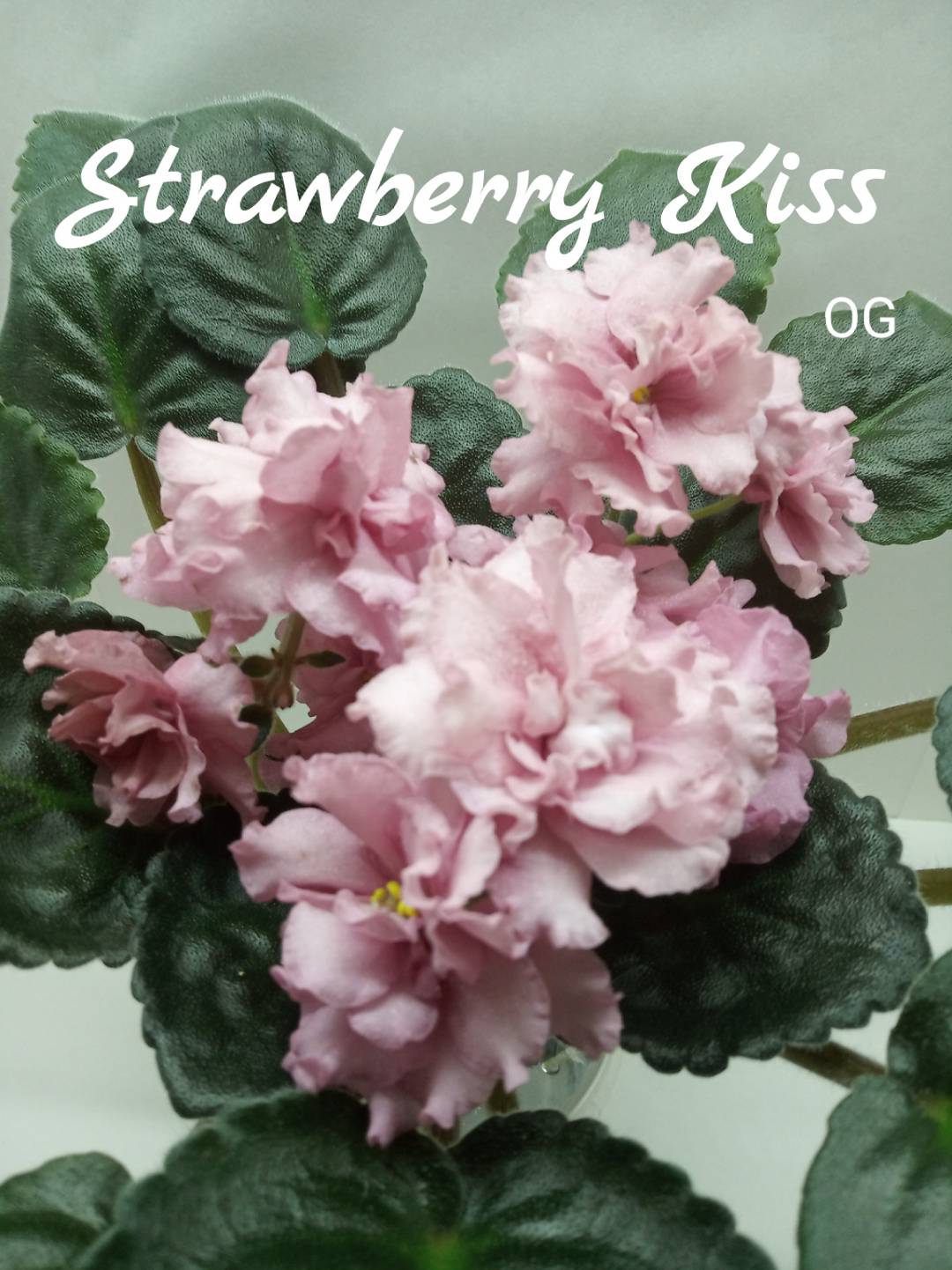 Strawberry Kiss (LLG/Sorano)