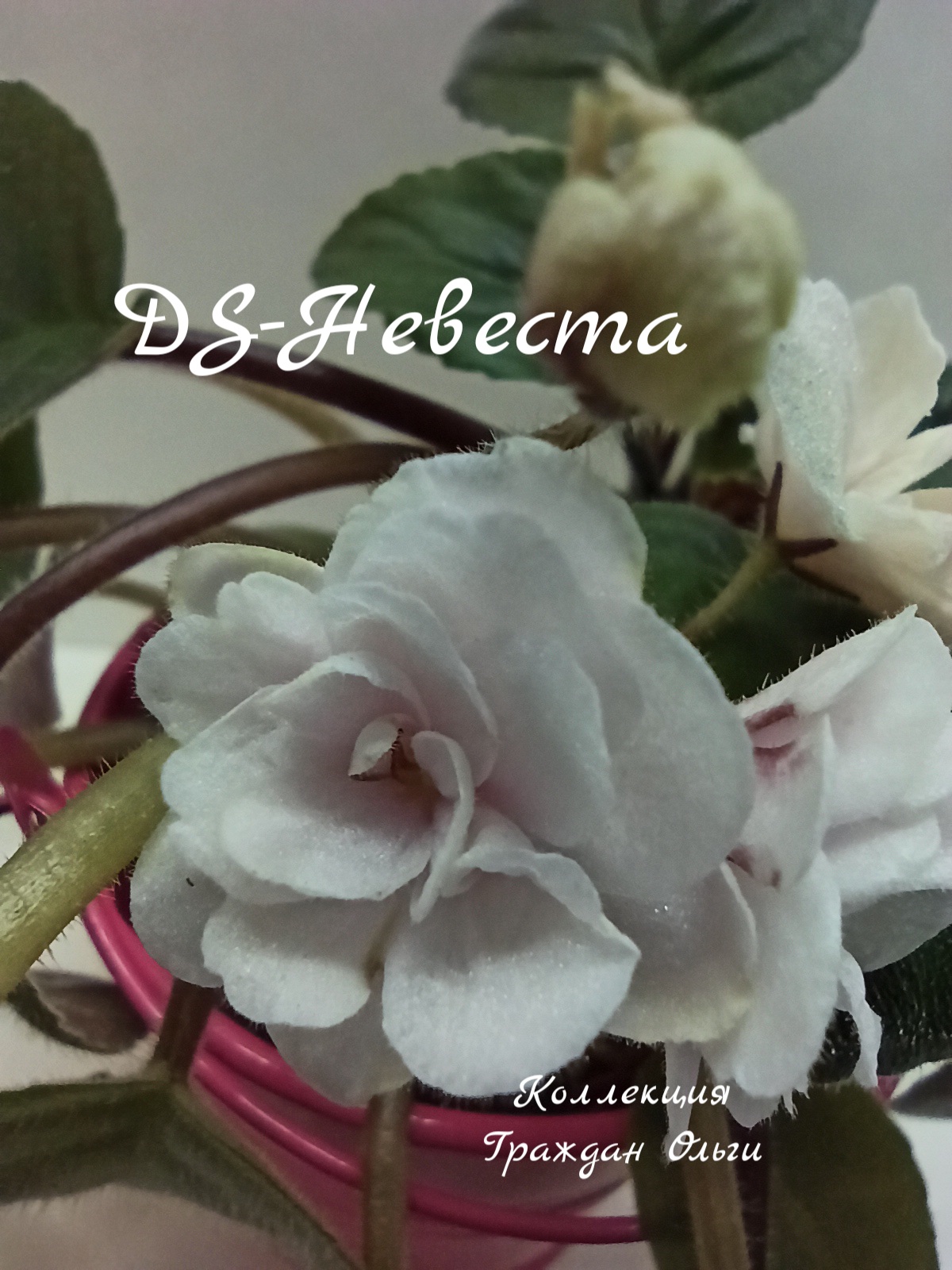 DS-Невеста