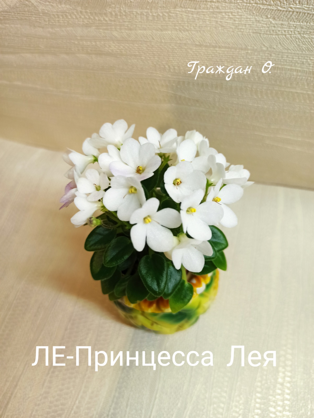 ЛЕ-Принцесса Лея