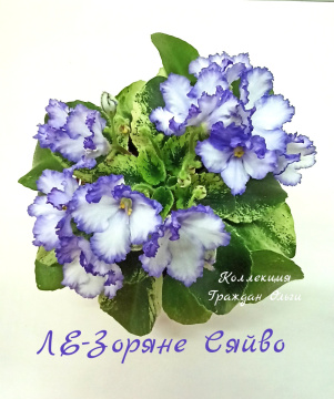 ЛЕ-Зоряне Сяйво