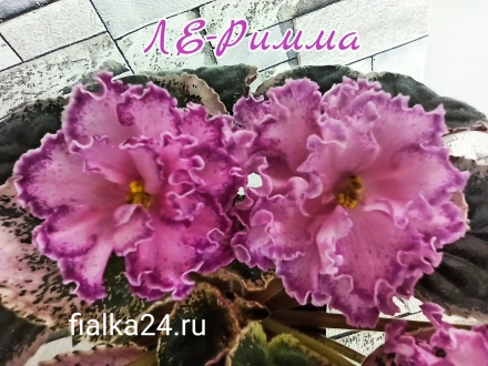 ЛЕ-Римма