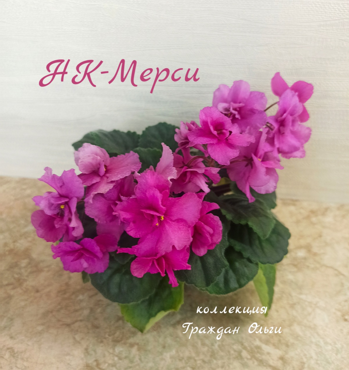НК-Мерси