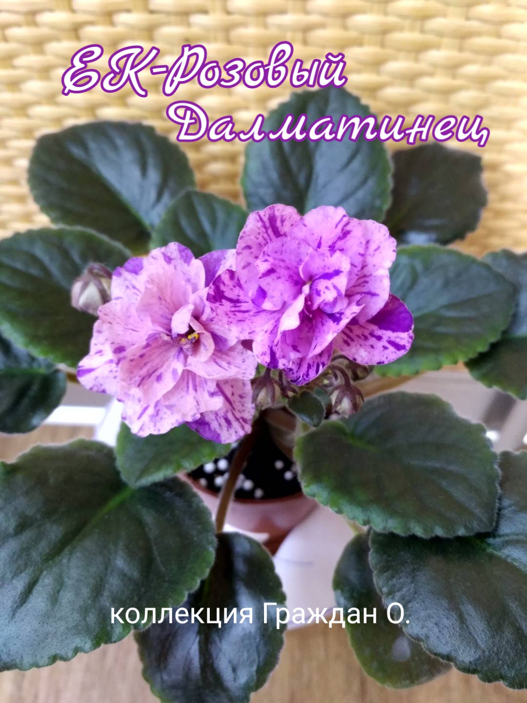ЕК-Розовый Далматинец