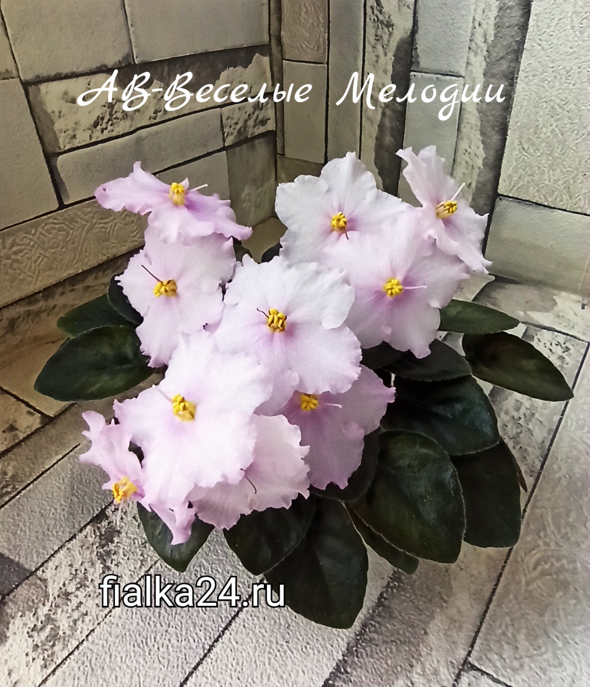 АВ-Веселые Мелодии