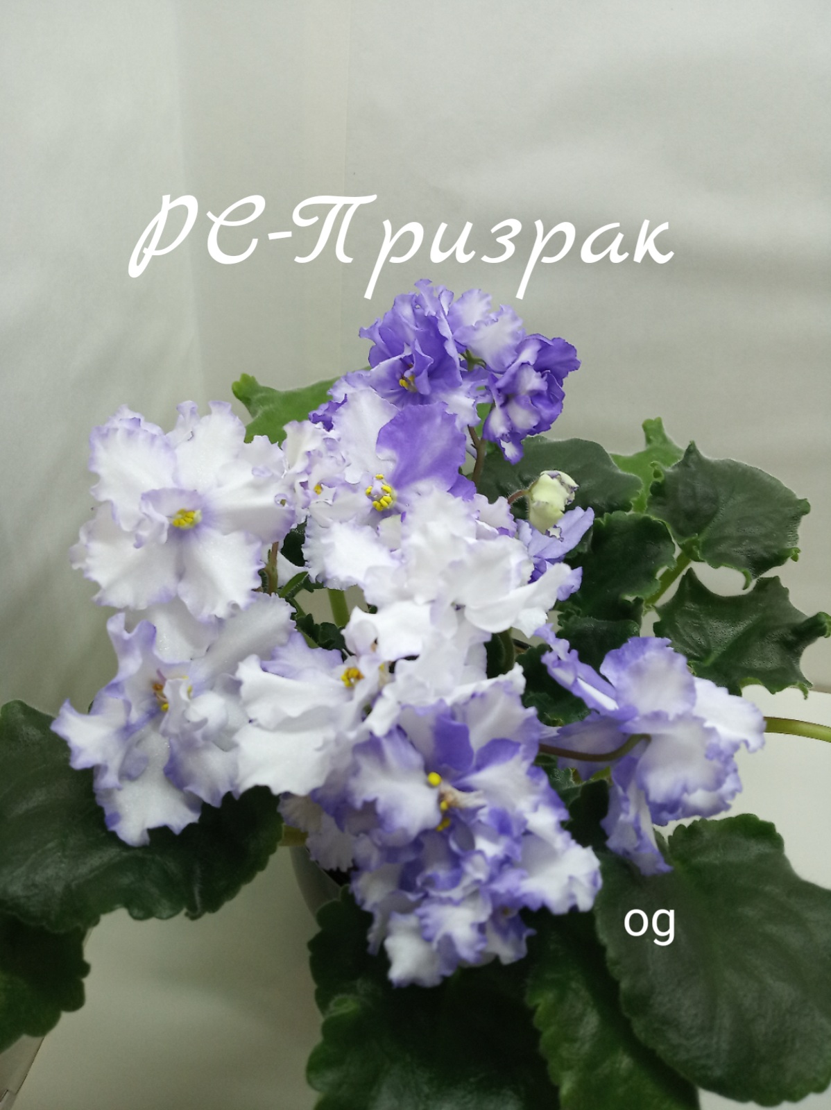 РС-Призрак