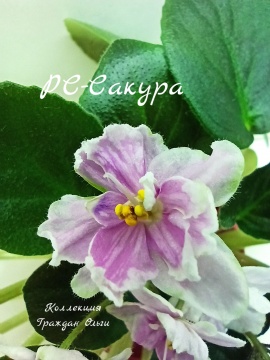 РС-Сакура