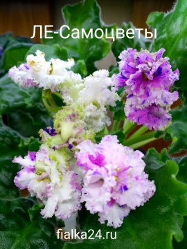 ЛЕ-Самоцветы