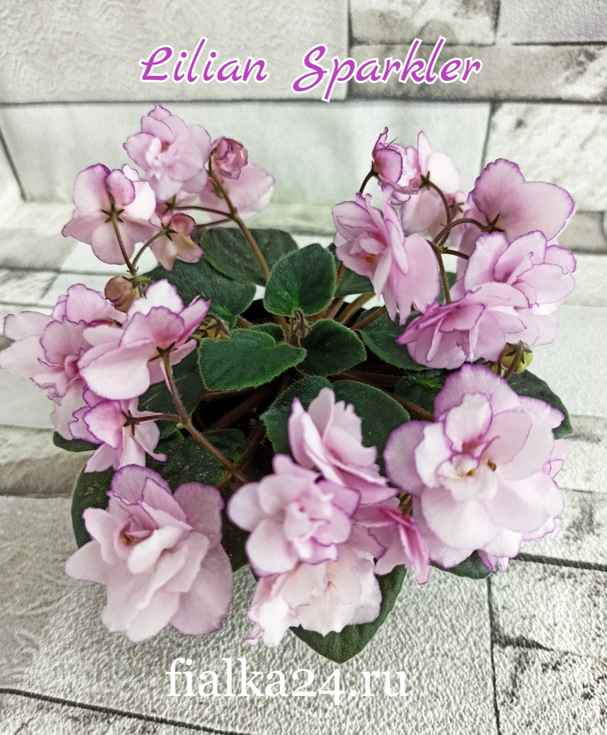 Lilian Sparkler (Champion)