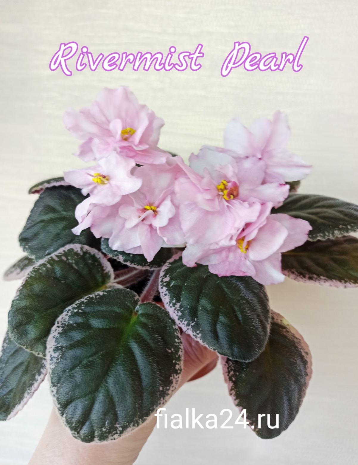 Rivermist Pearls (Baker)