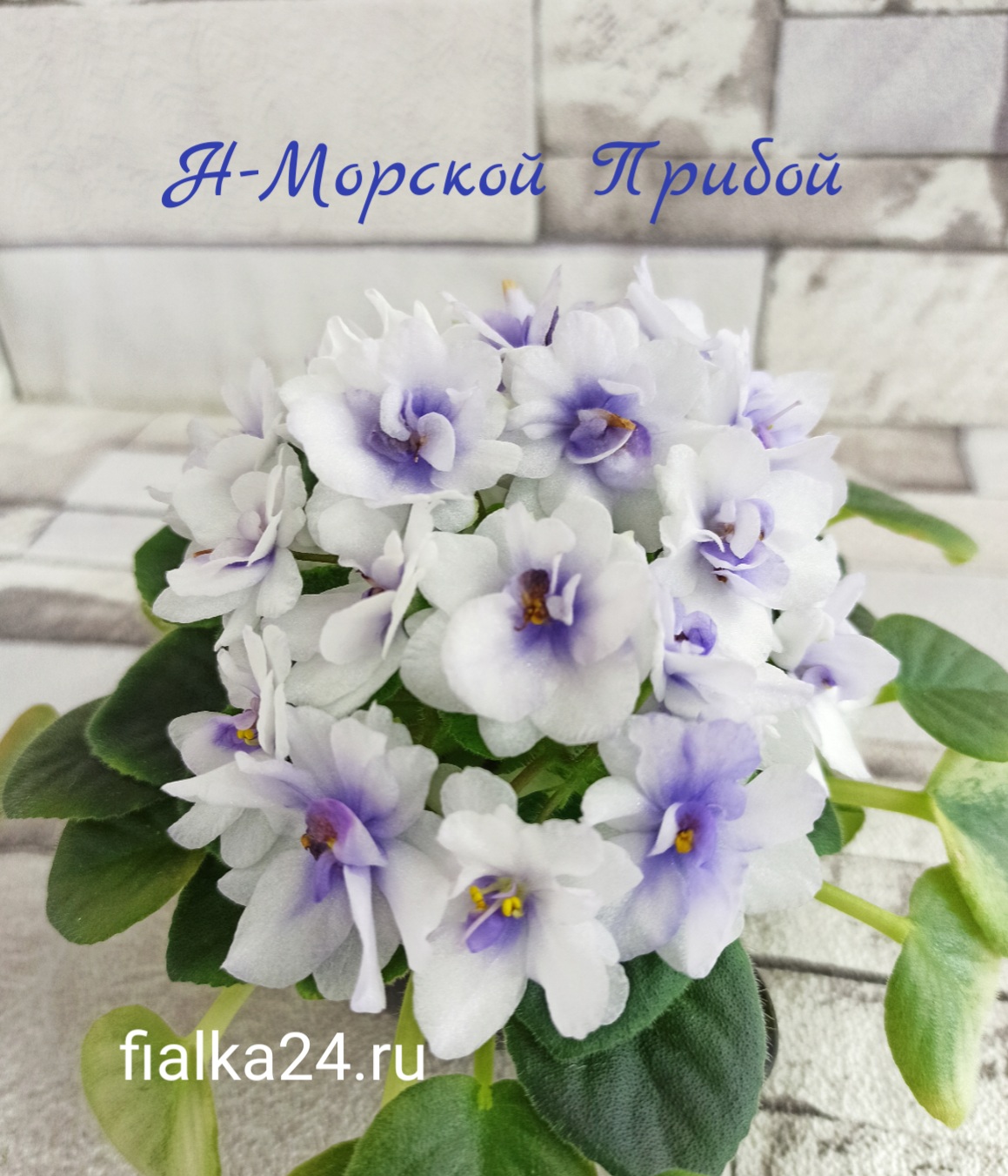 Н-Морской Прибой