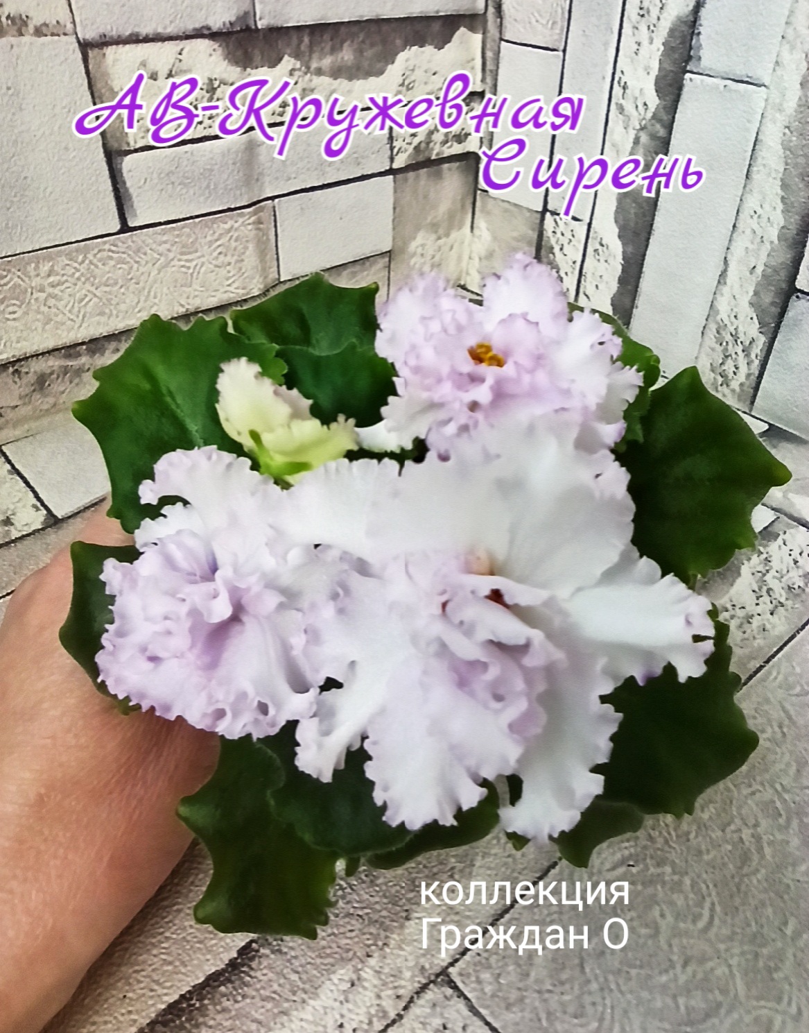 АВ-Кружевная Сирень