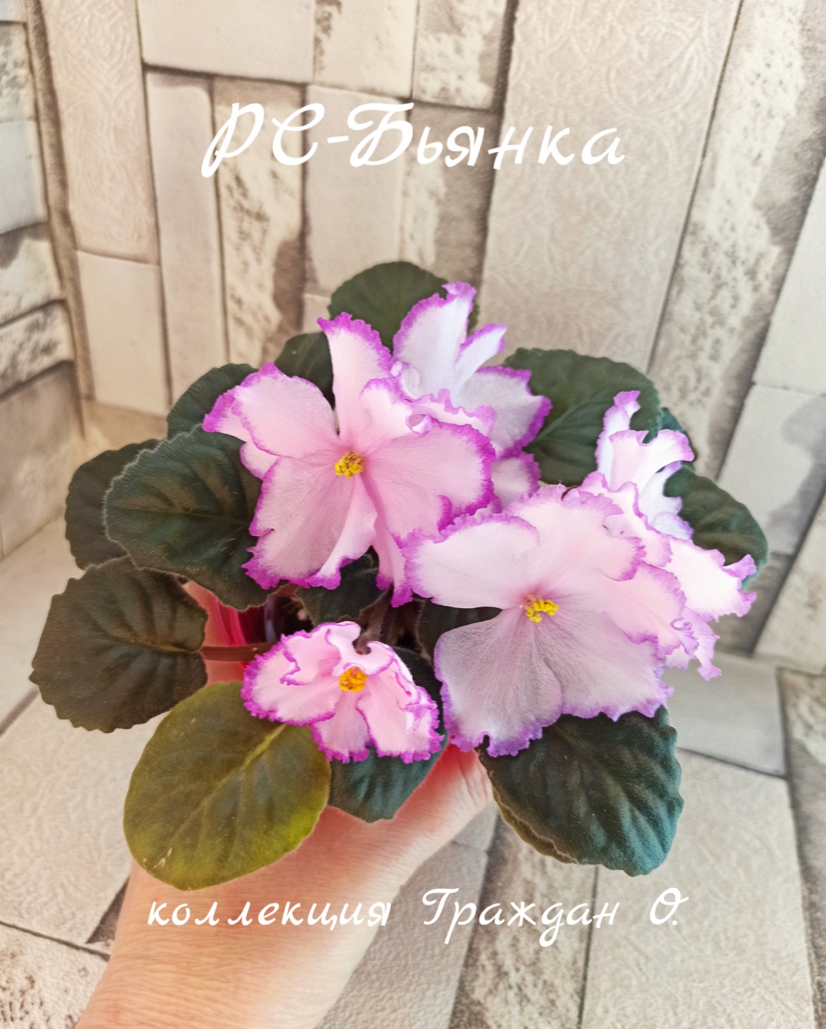 РС-Бьянка