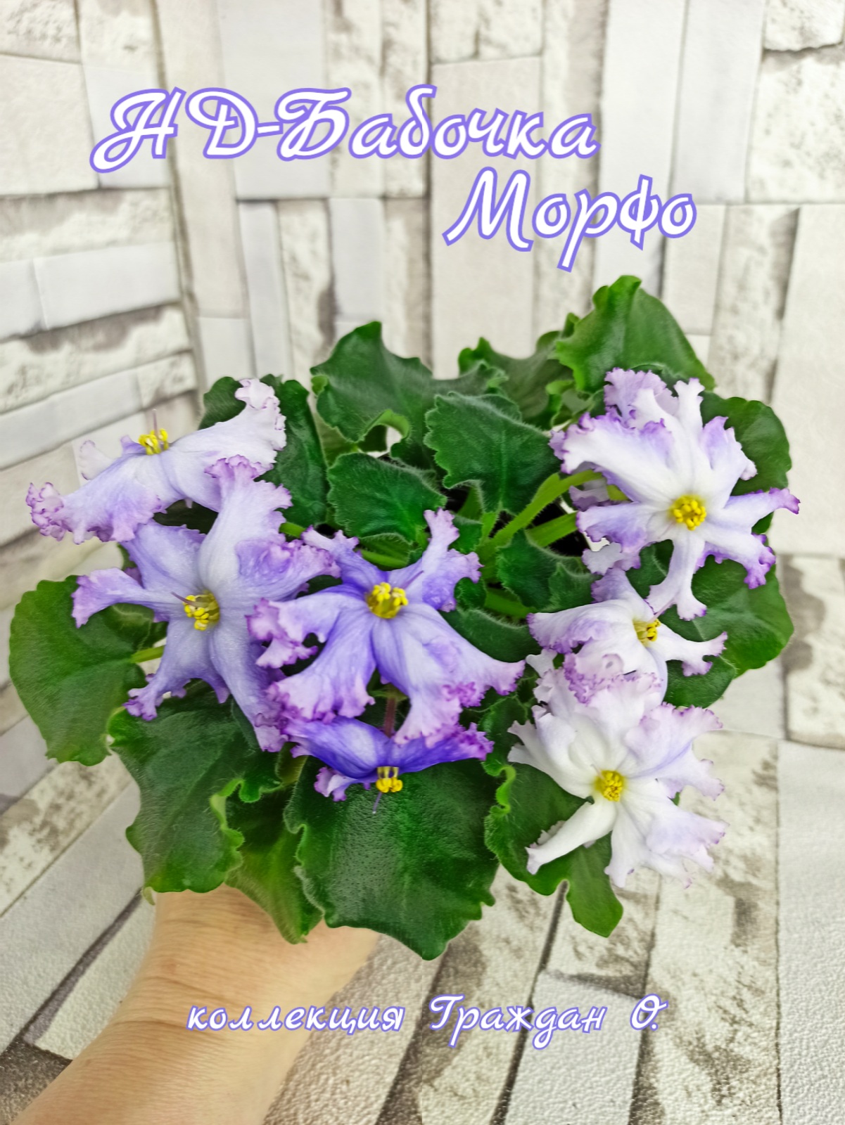 НД-Бабочка Морфо