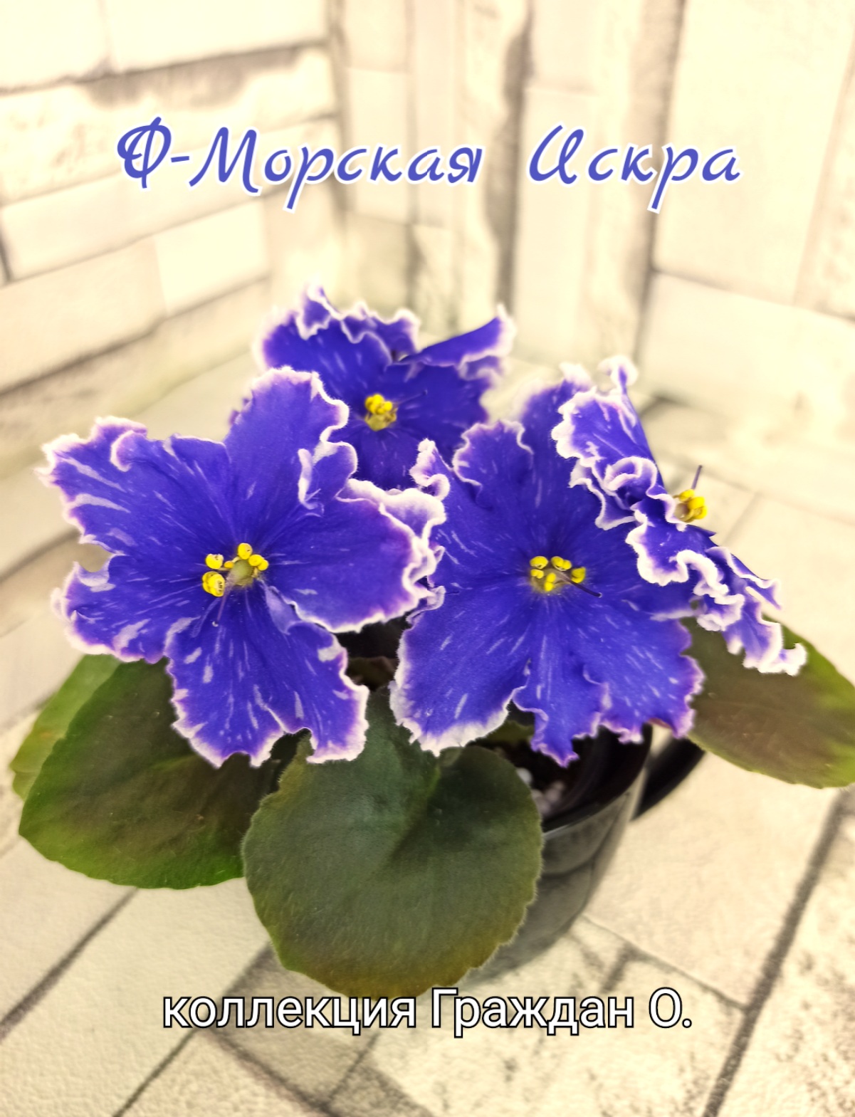 Ф-Морская Искра