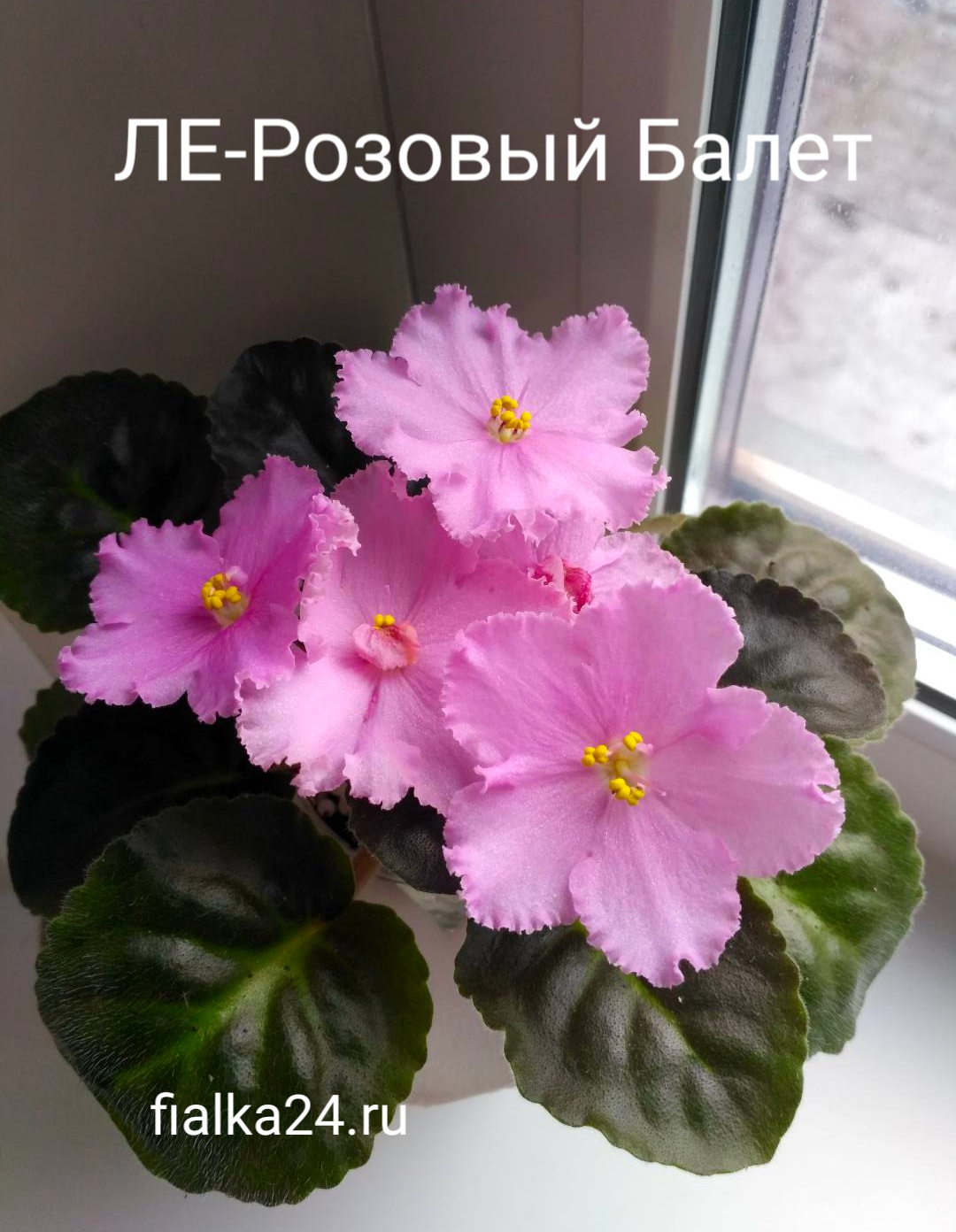 ЛЕ-Розовый Балет