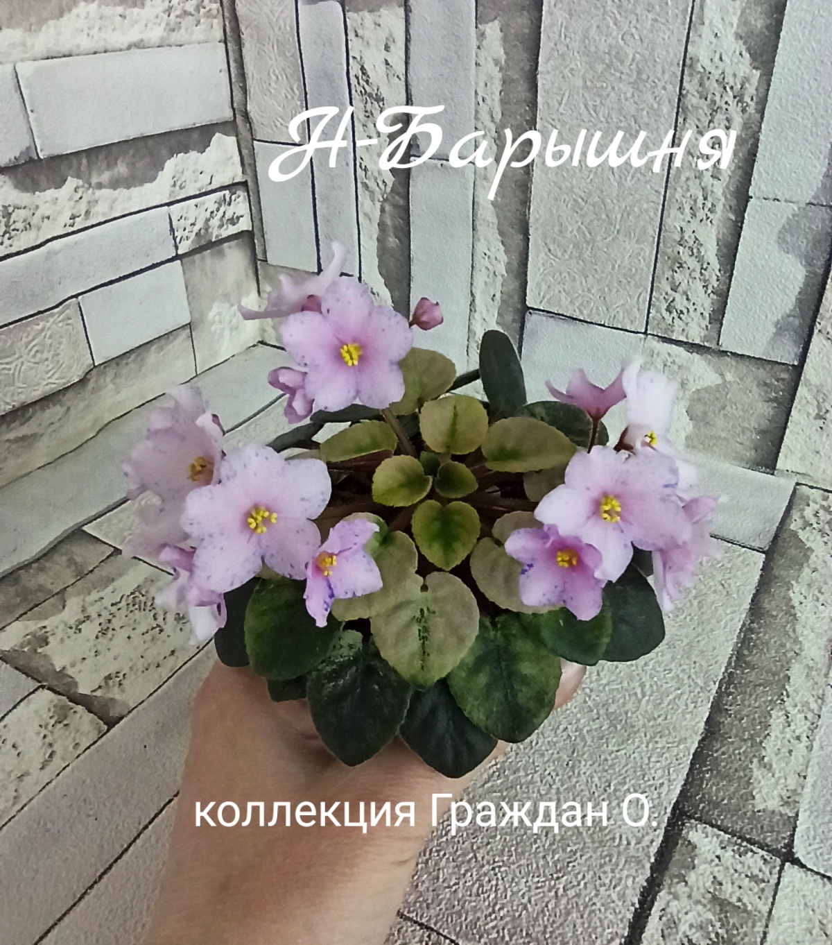 Н-Барышня