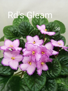 RD’s Gleam (R&D.Townsend)