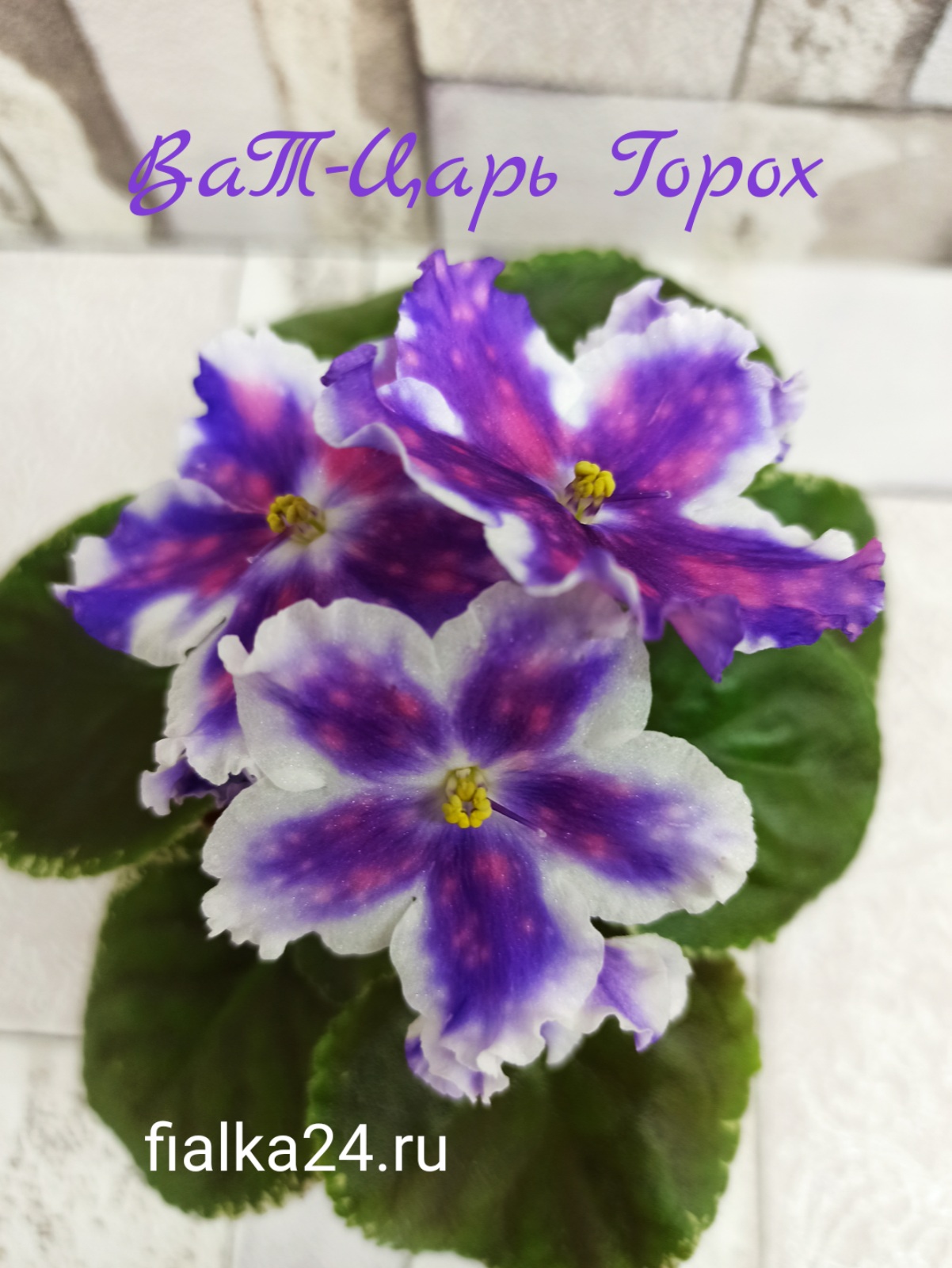 ВаТ-Царь Горох