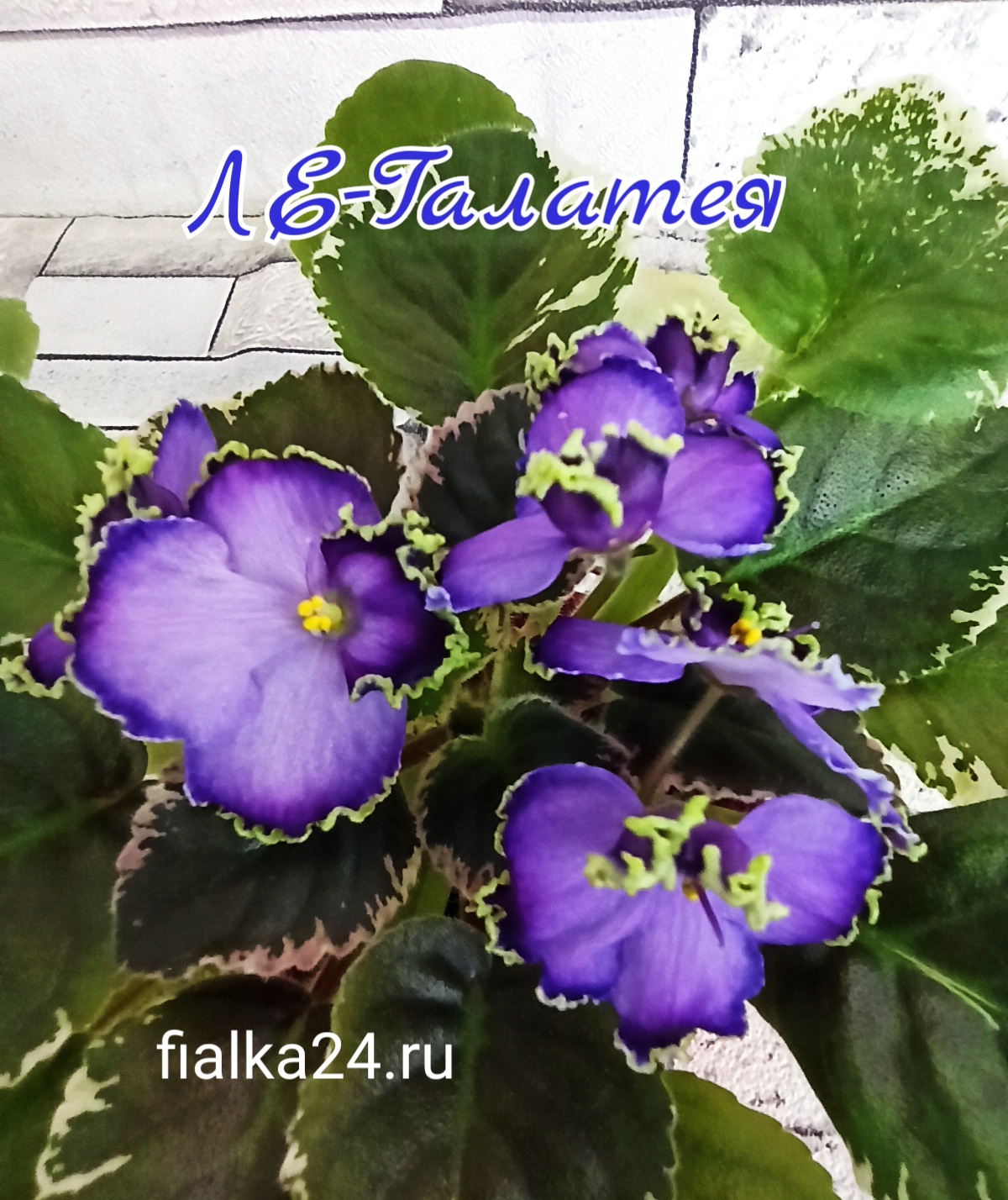 ЛЕ-Галатея