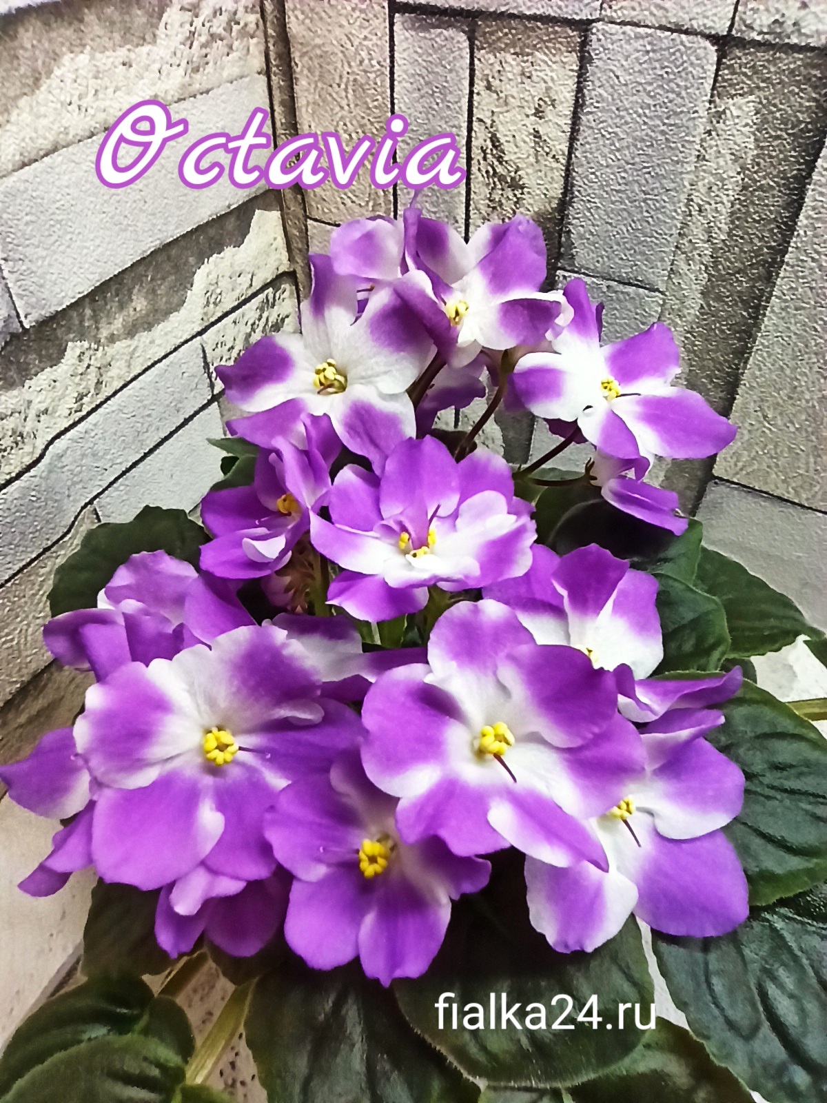 Octavia (Foster)