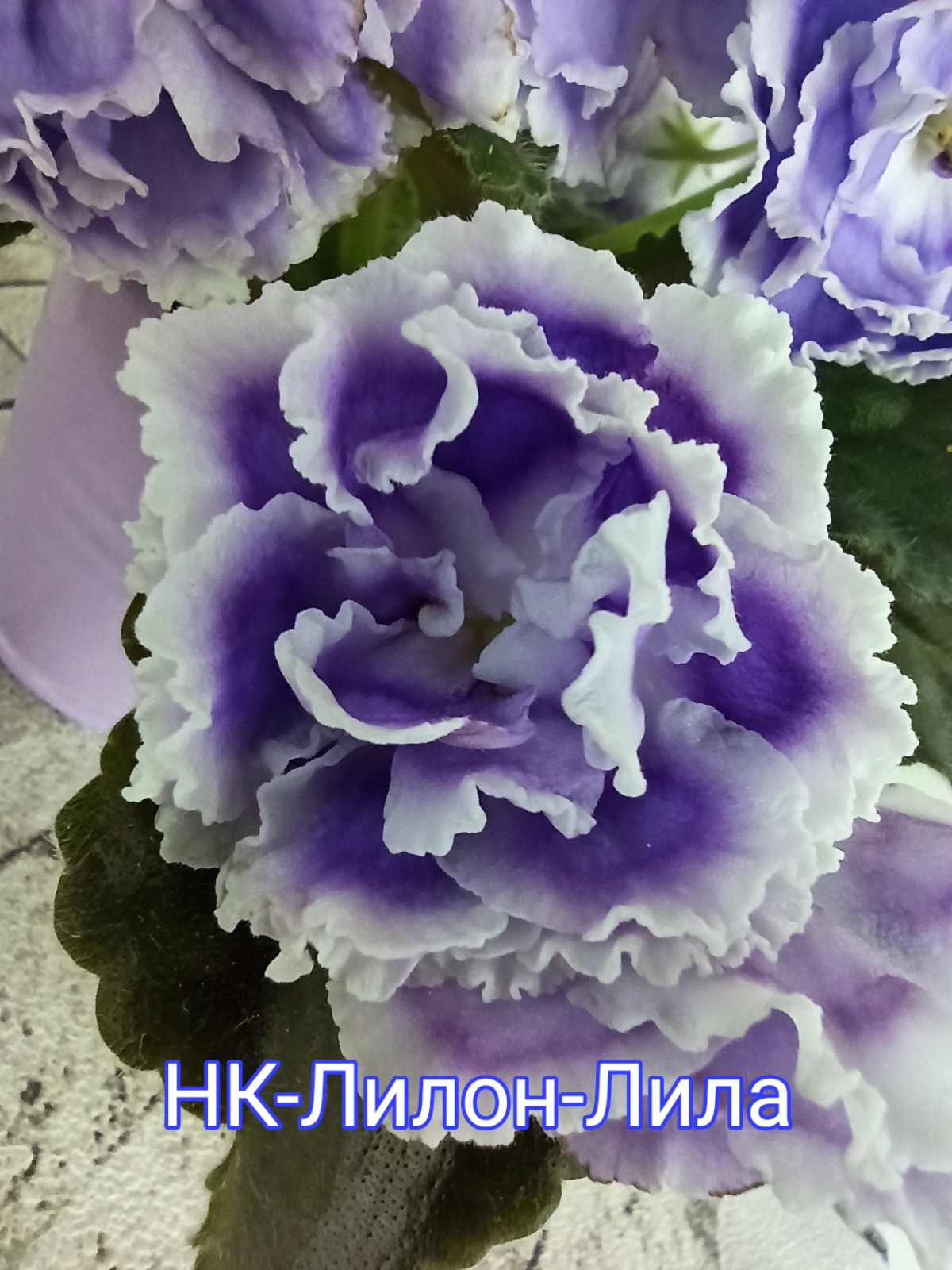 НК-Лилон-Лила