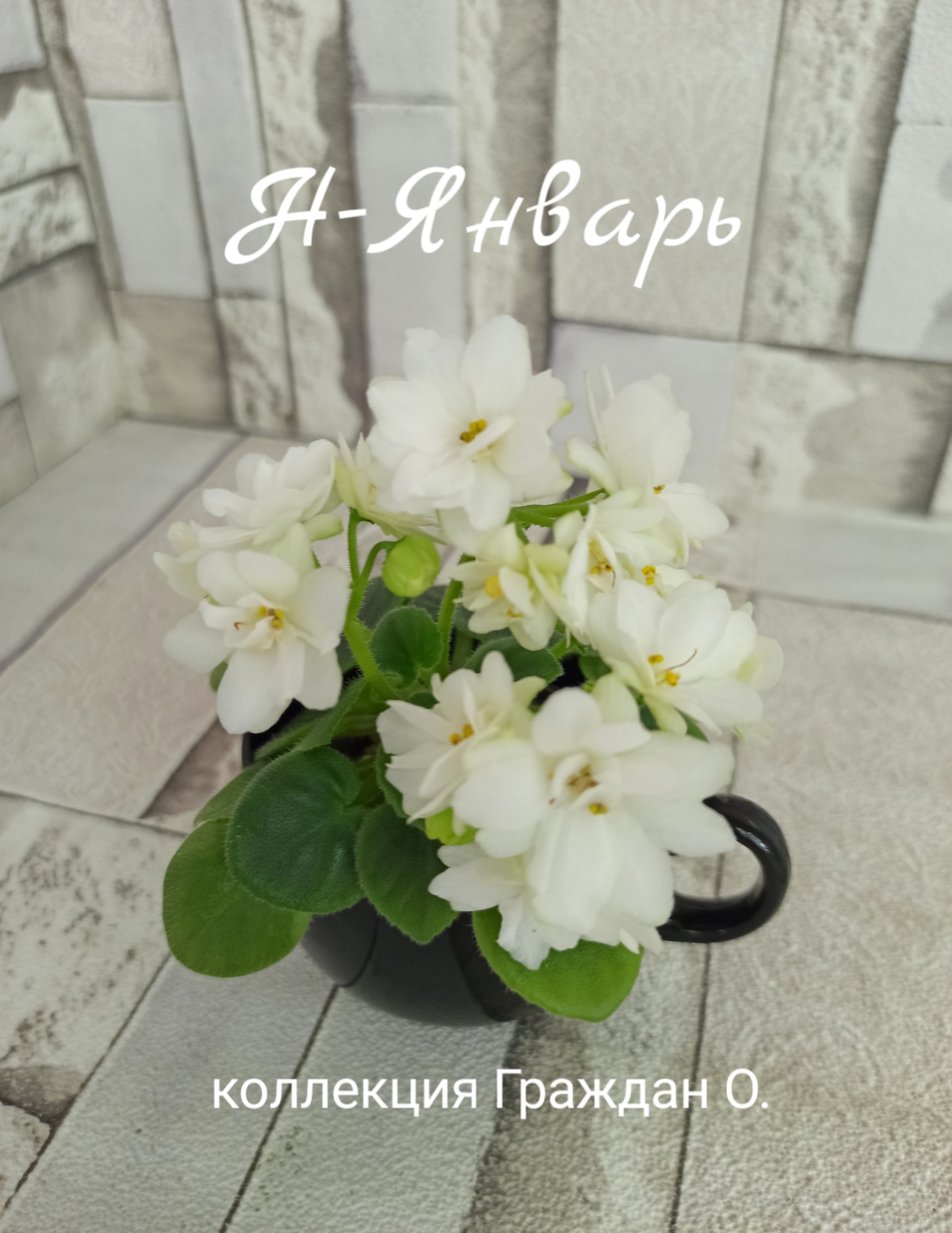 Н-Январь
