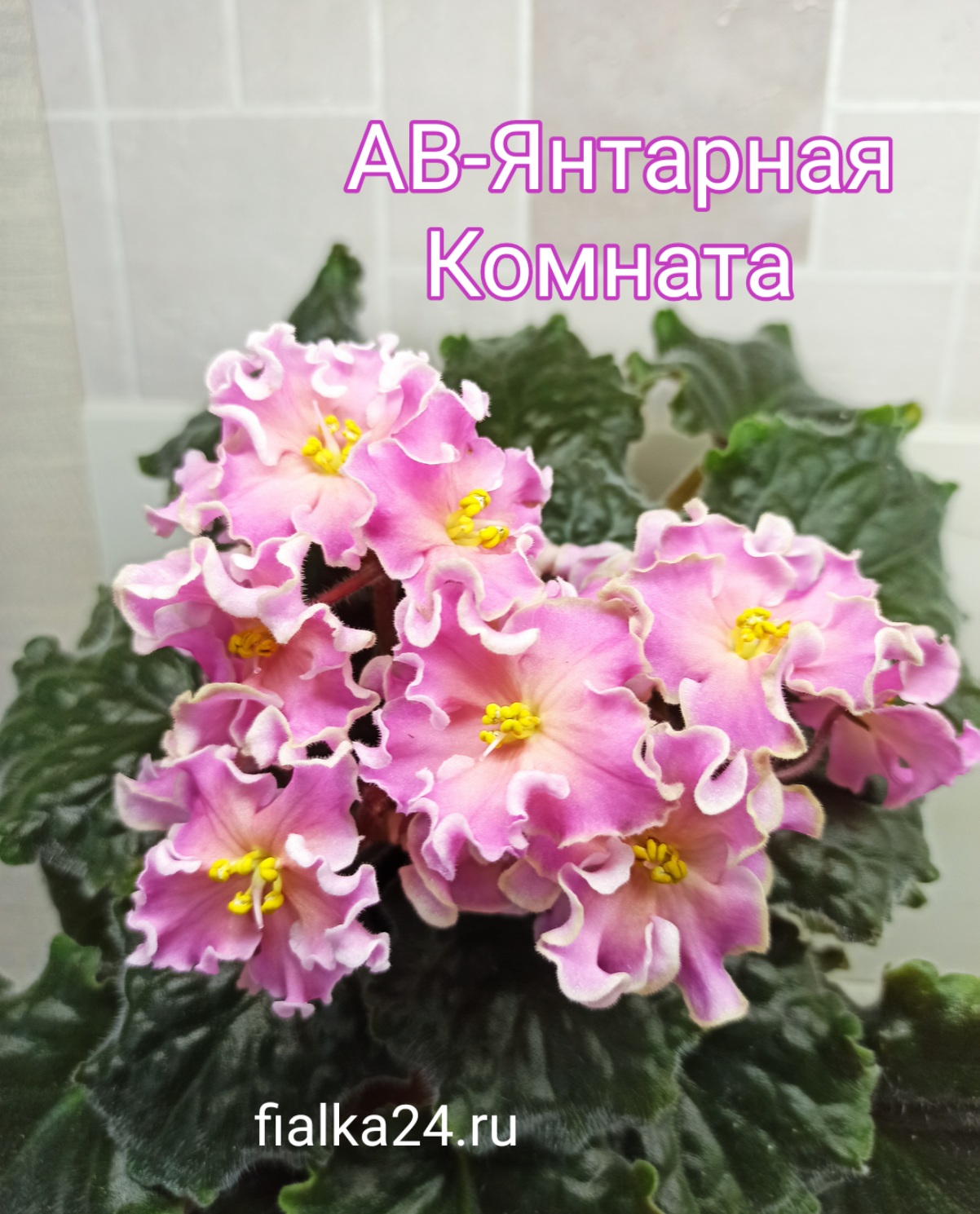 АВ-Янтарная Комната