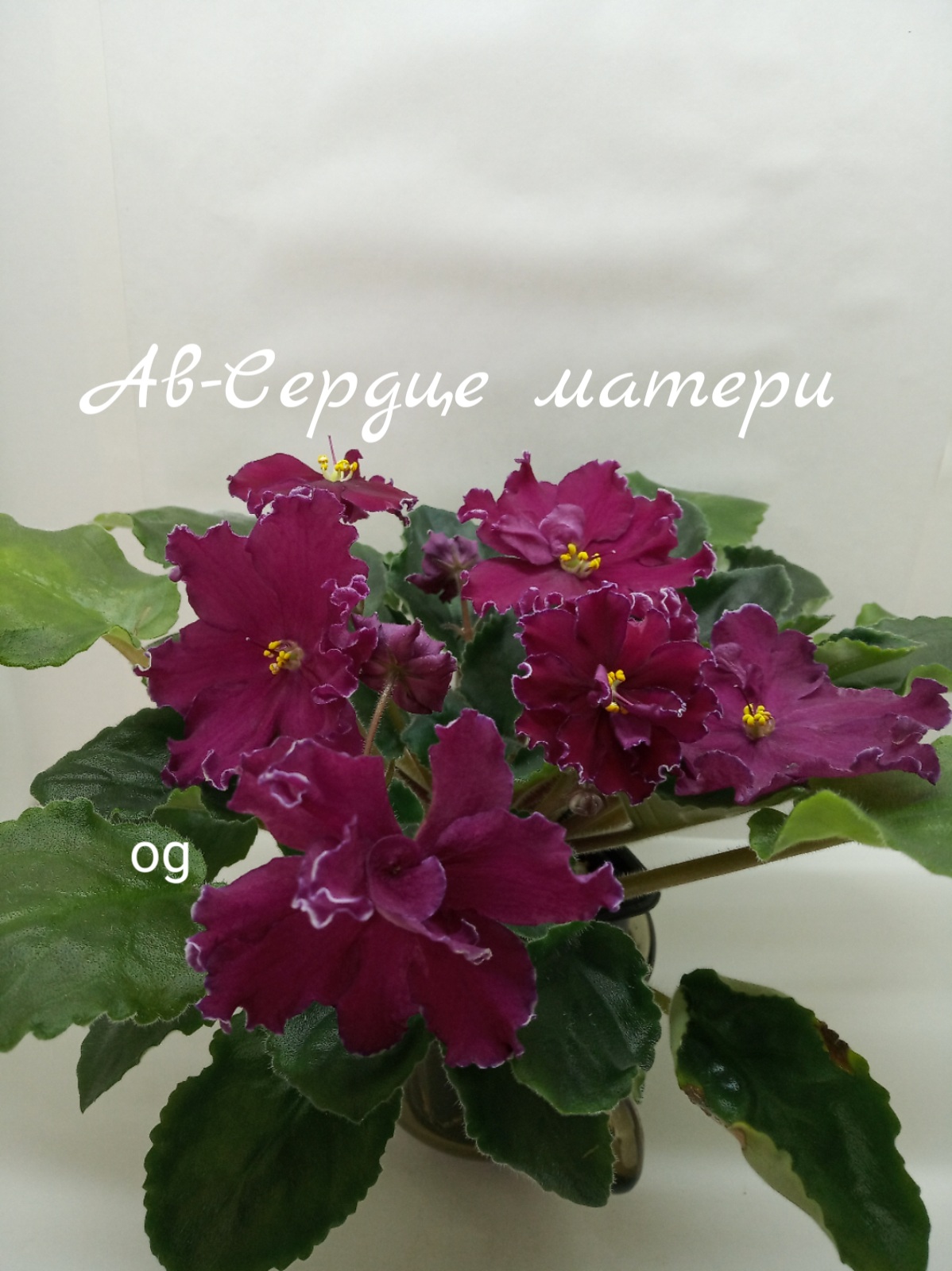 АВ-Сердце Матери