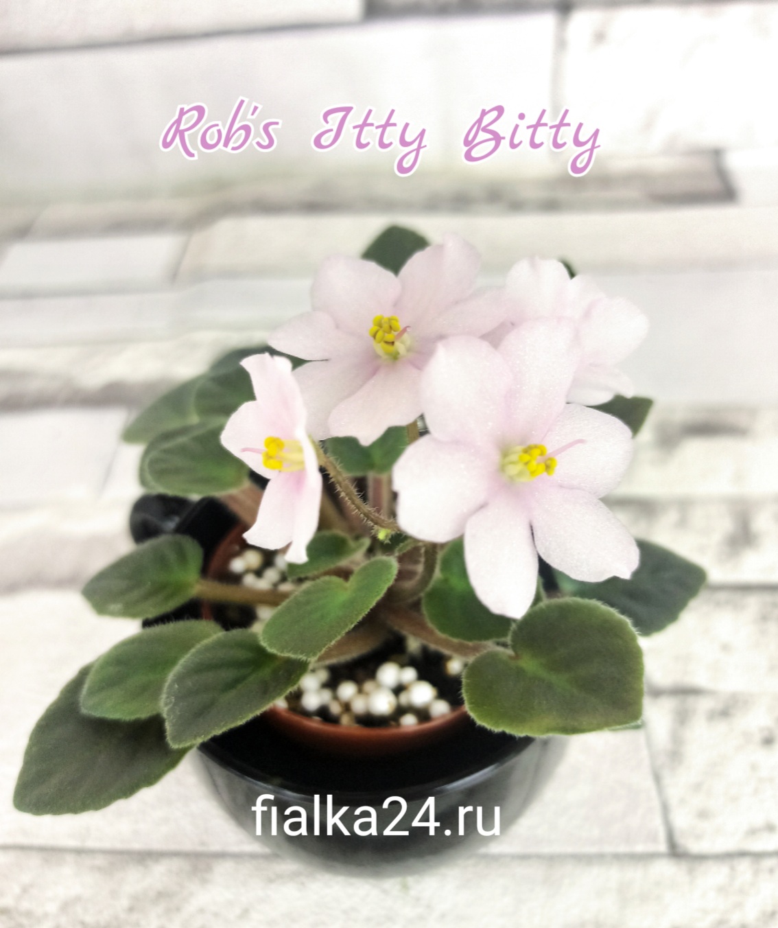 Rob's Itty Bitty (Robinson)