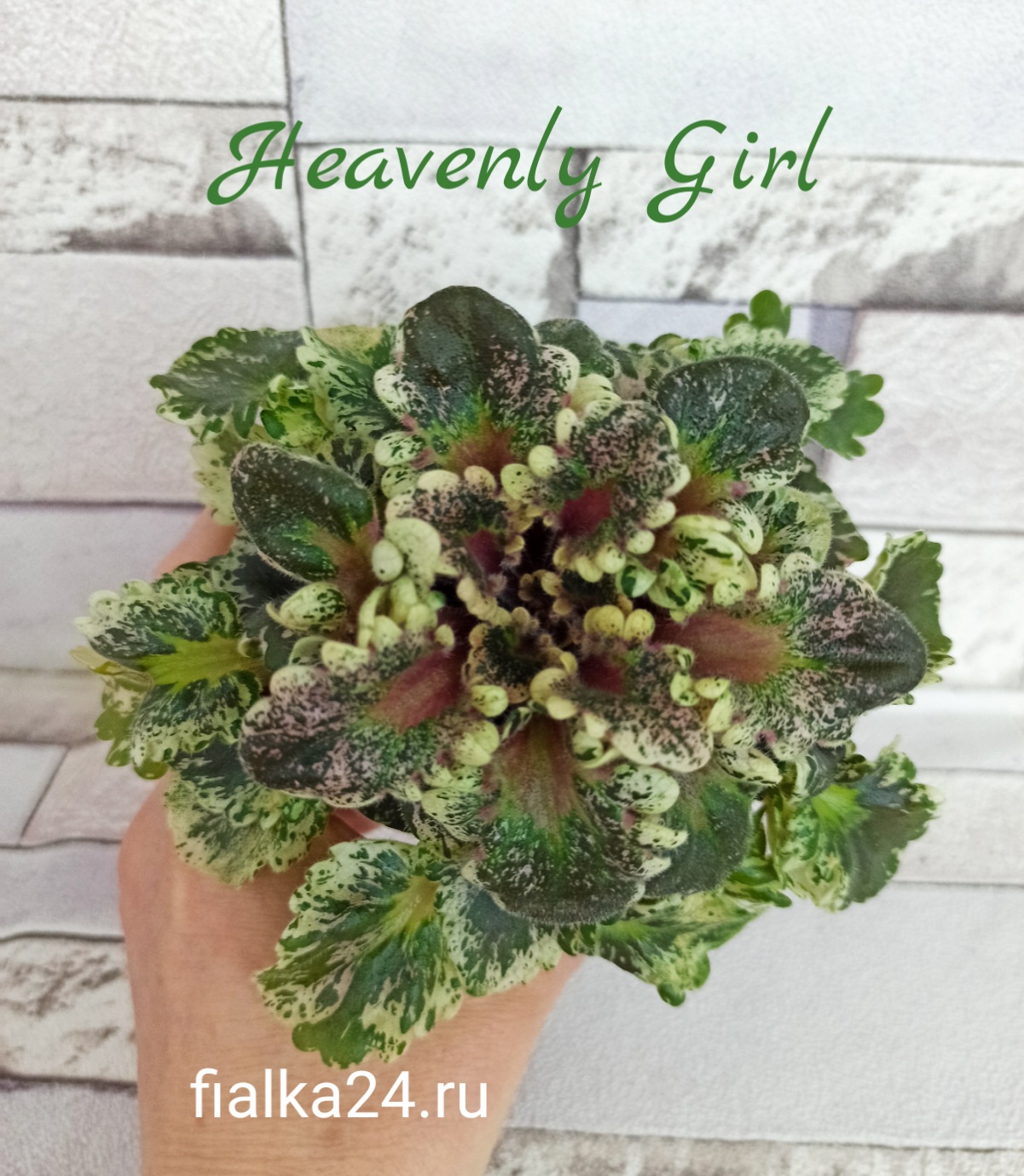 Heavenly Girl (Pittman)