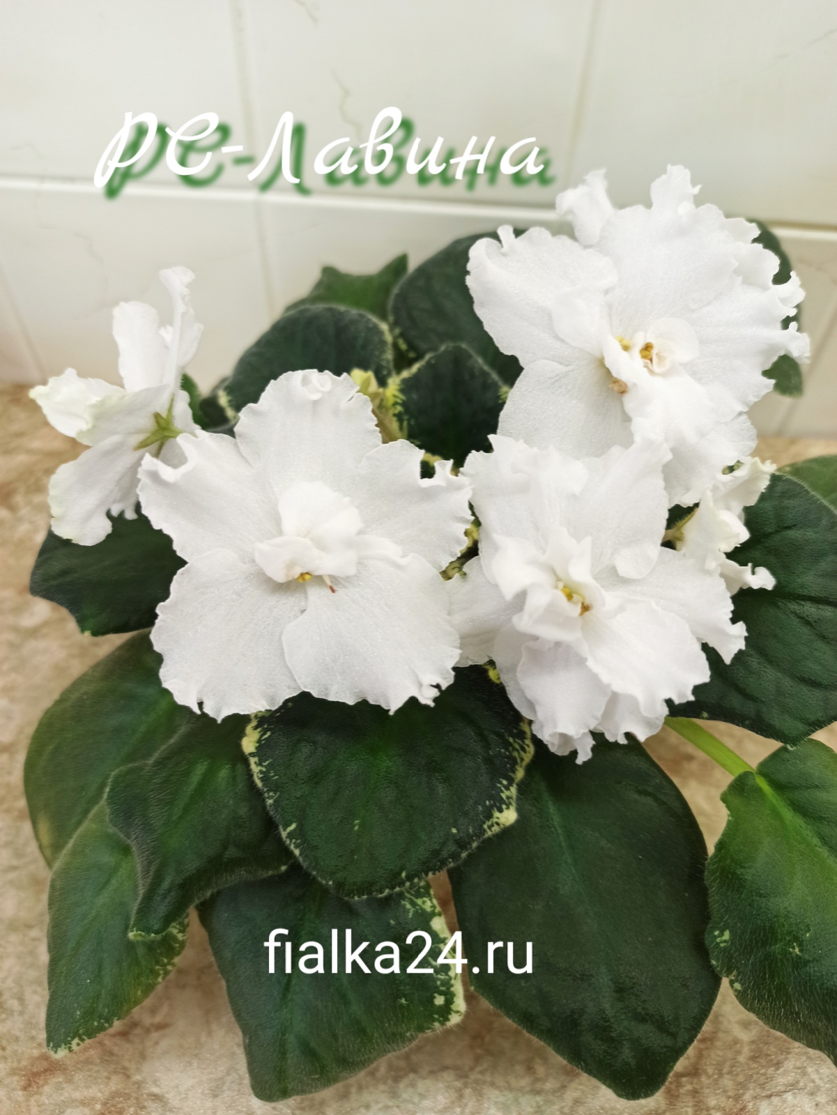 РС-Лавина
