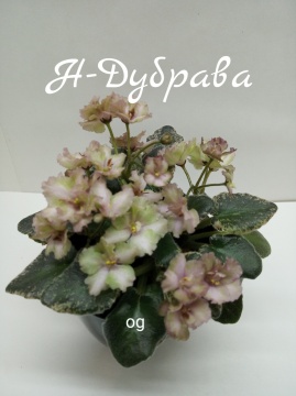 Н - Дубрава
