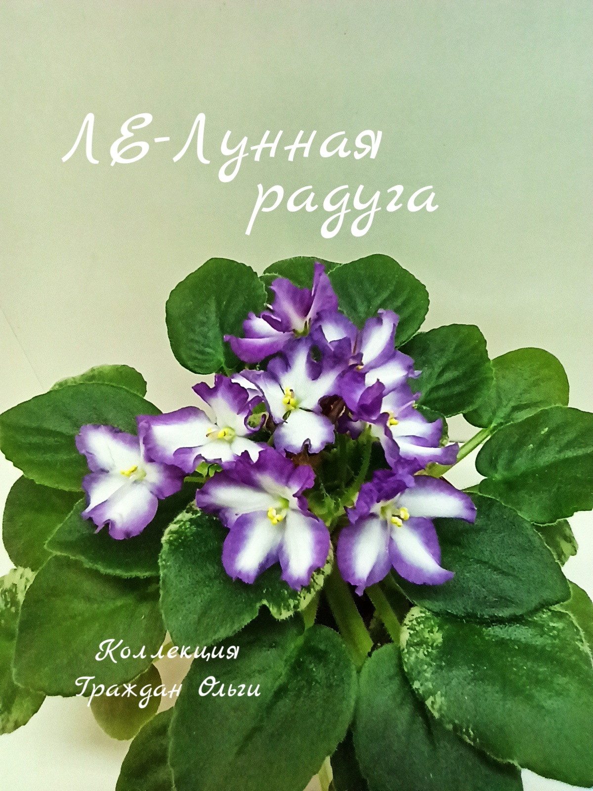 ЛЕ-Лунная радуга