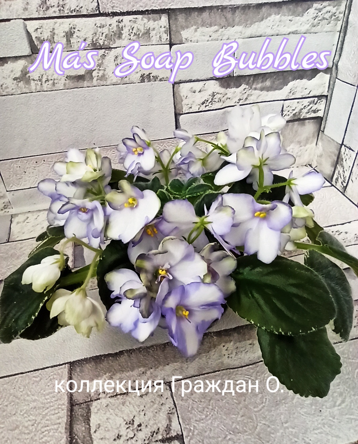 Ma’s Soap Bubbles (Robinson)
