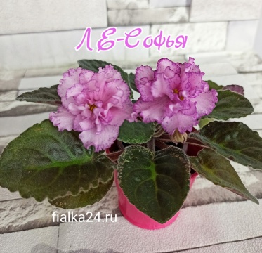 ЛЕ-Софья