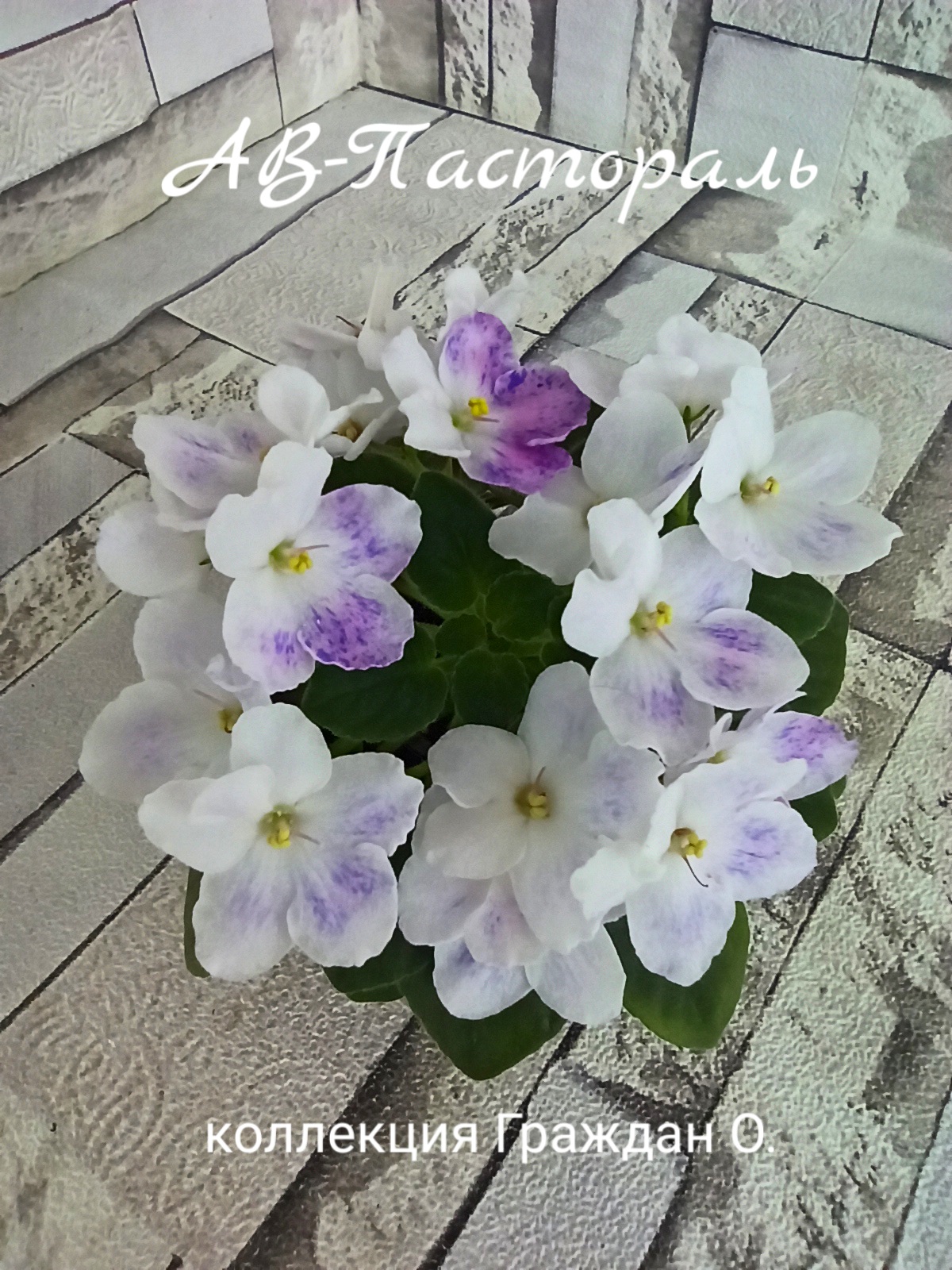 АВ-Пастораль