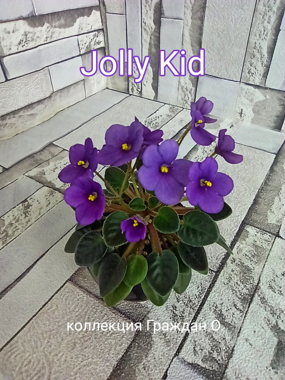 Jolly Kid (Pittman)