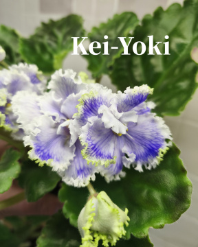 Kei-Yoki (Horikoshi/Shinohara)