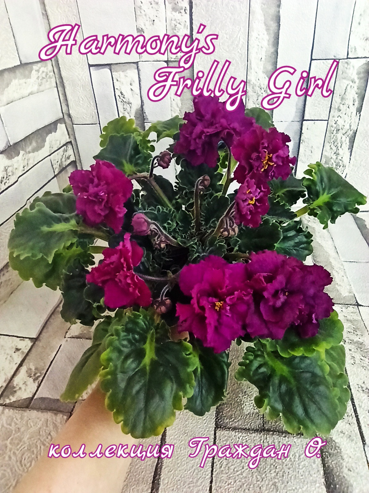 Harmony's Frilly Girl (H.Greenhous)