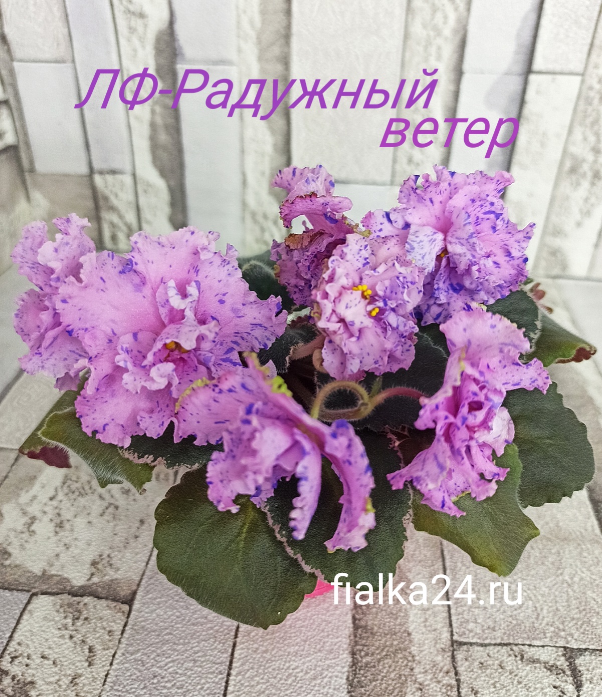 ЛФ-Радужный ветер
