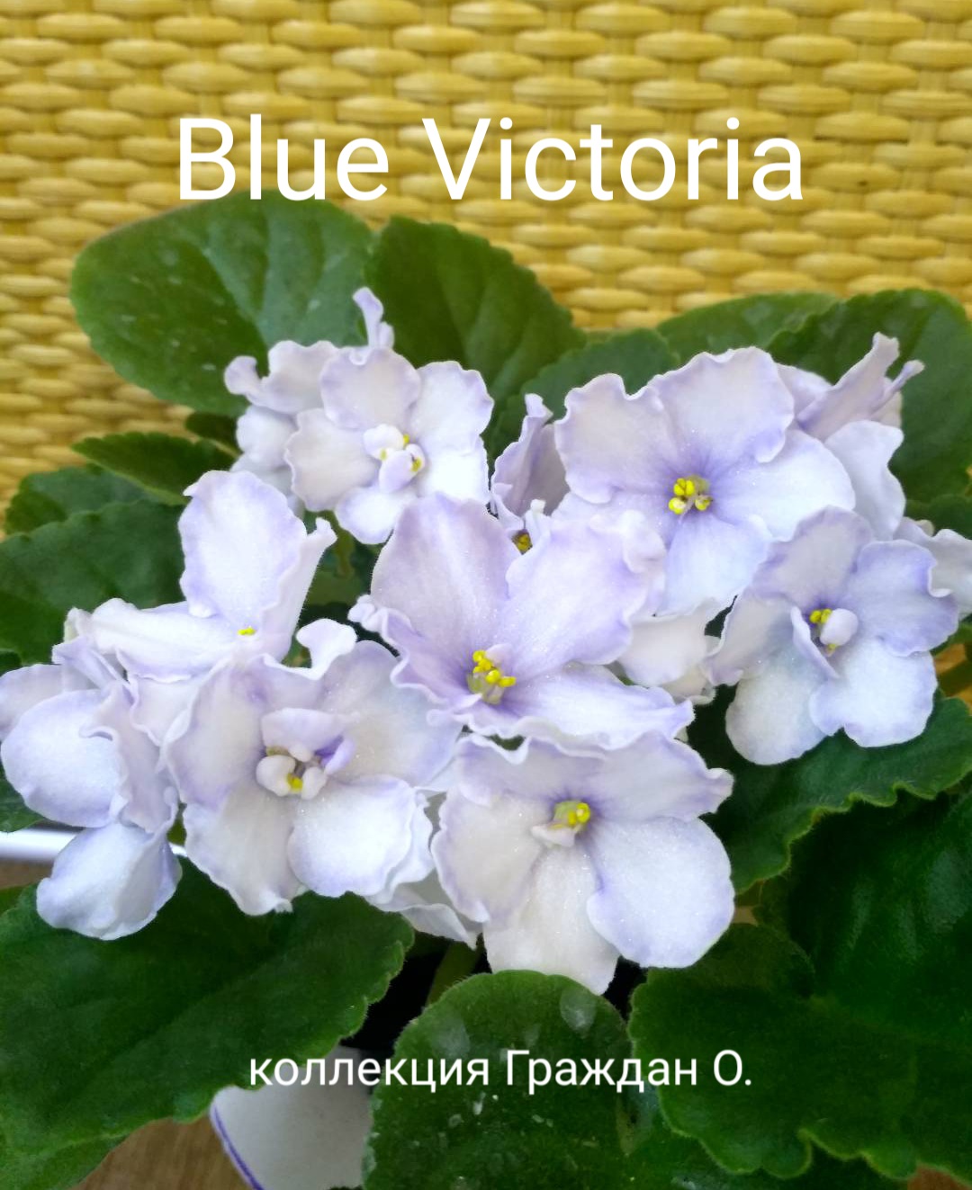 Blue Victoria (Volkmann)