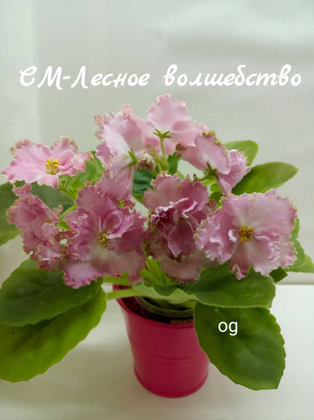 СМ-Лесное волшебство