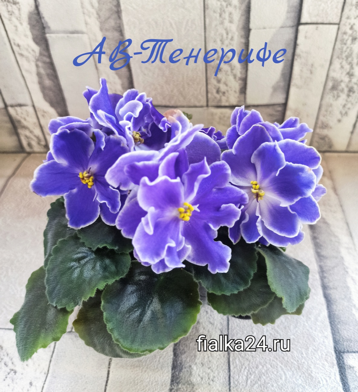 АВ-Тенерифе 