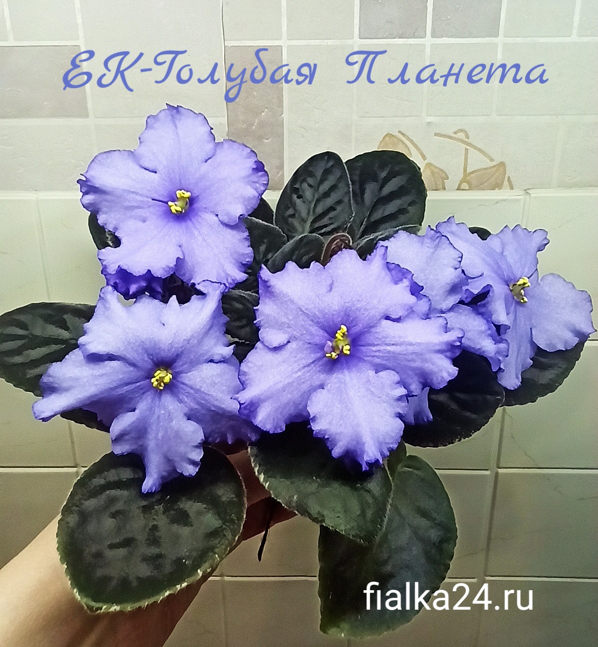 ЕК-Голубая Планета