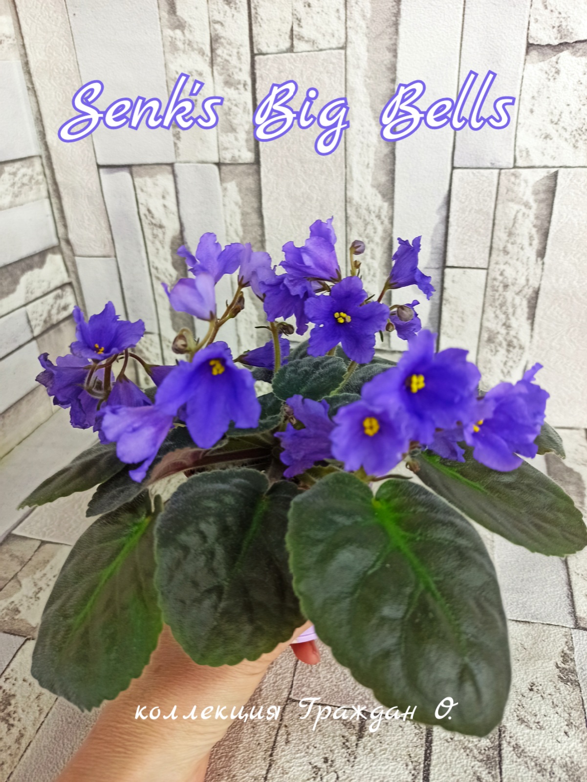 Senk's Big Bells (Follett/Senk)