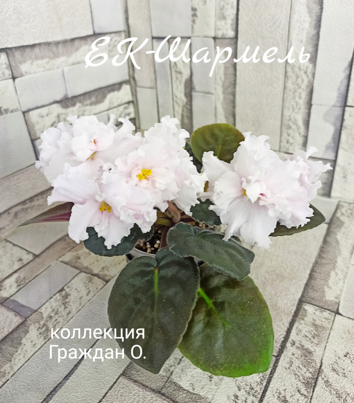 ЕК-Шармель